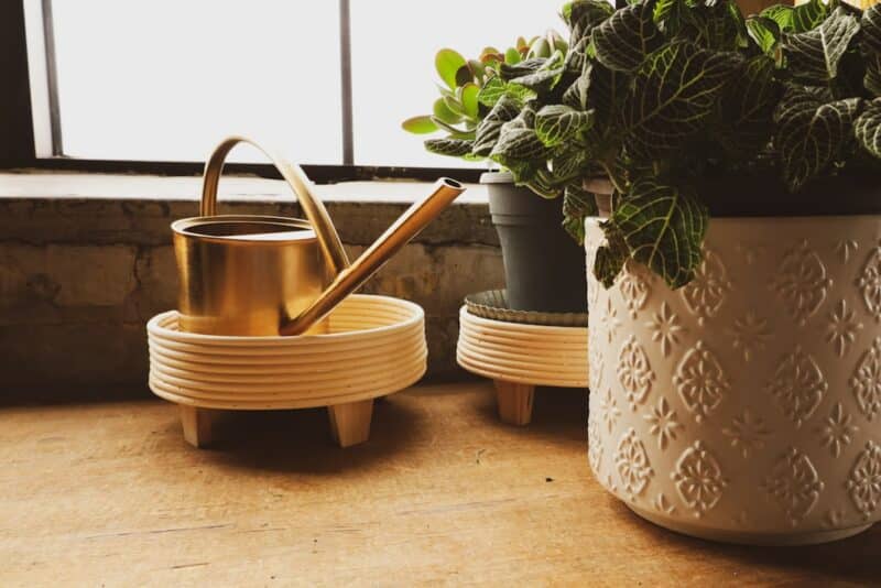 How to Care for Your Houseplants: Essential Tips