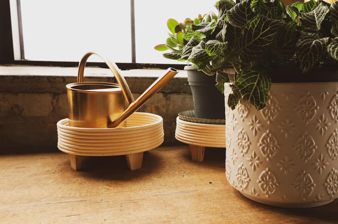 How to Care for Your Houseplants: Essential Tips