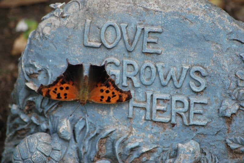 Butterflies Delivered a Beautiful Love Letter — Read It!